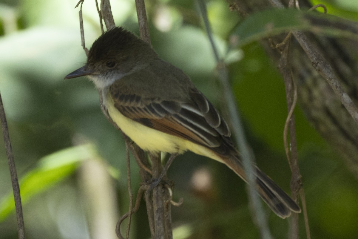 Dusky-capped Flycatcher - ML627709844