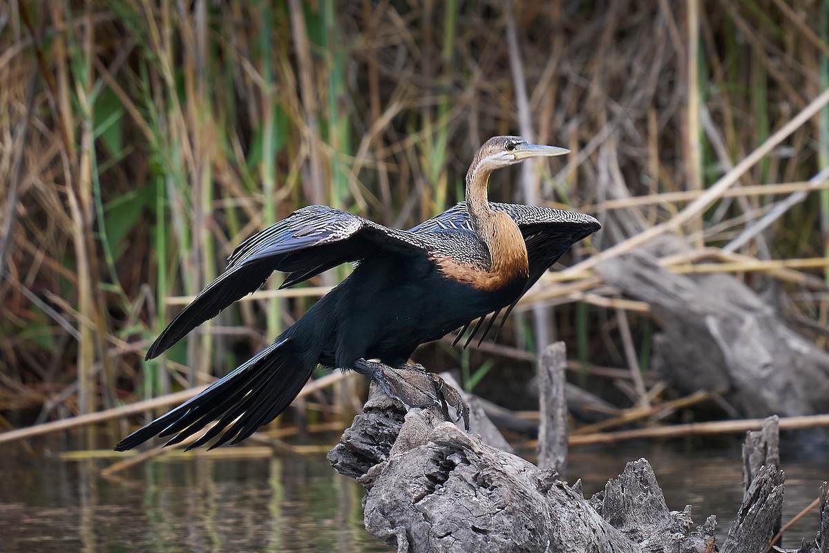 African Darter - ML627709848