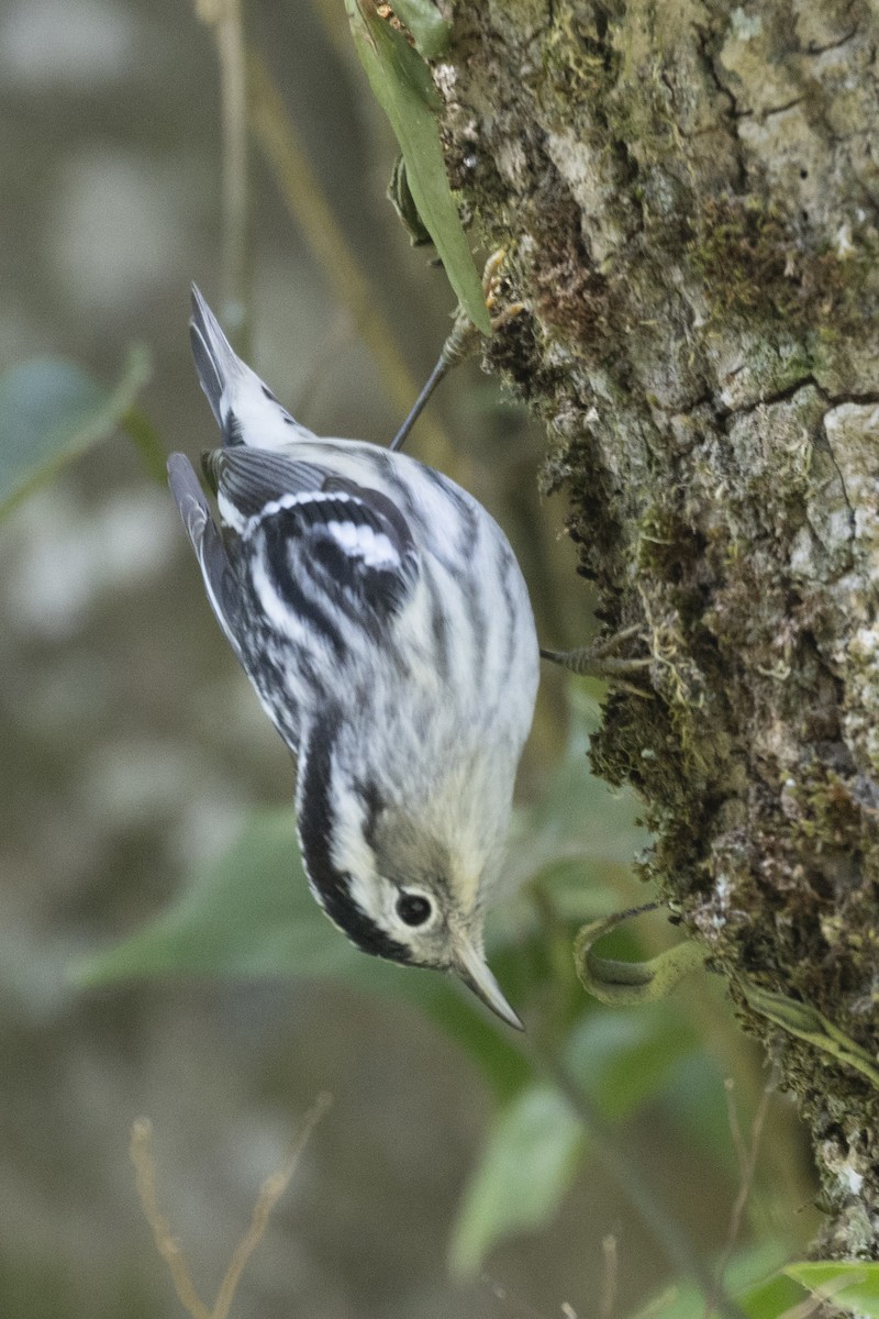 Black-and-white Warbler - ML627709865