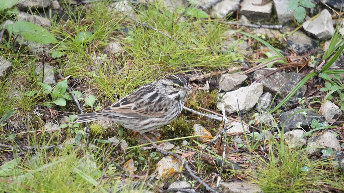 Savannah Sparrow - ML627709901