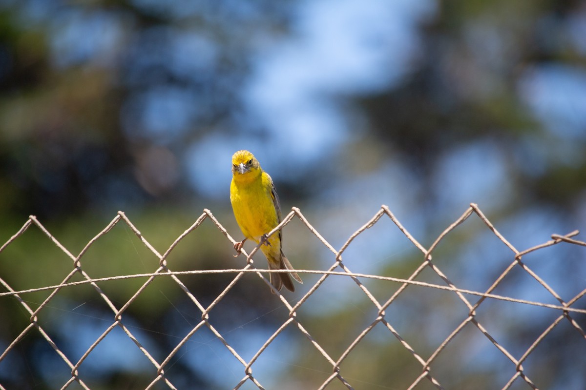 Black-chinned Siskin - ML627709903