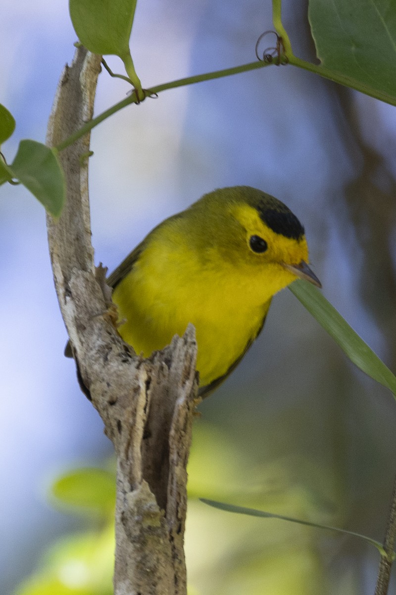 Wilson's Warbler - ML627709940