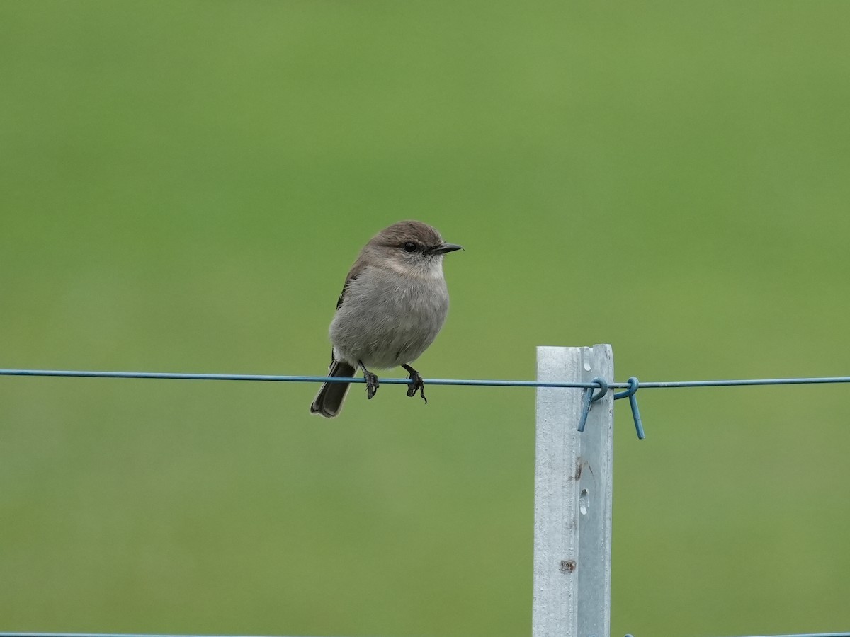 Dusky Robin - ML627709991