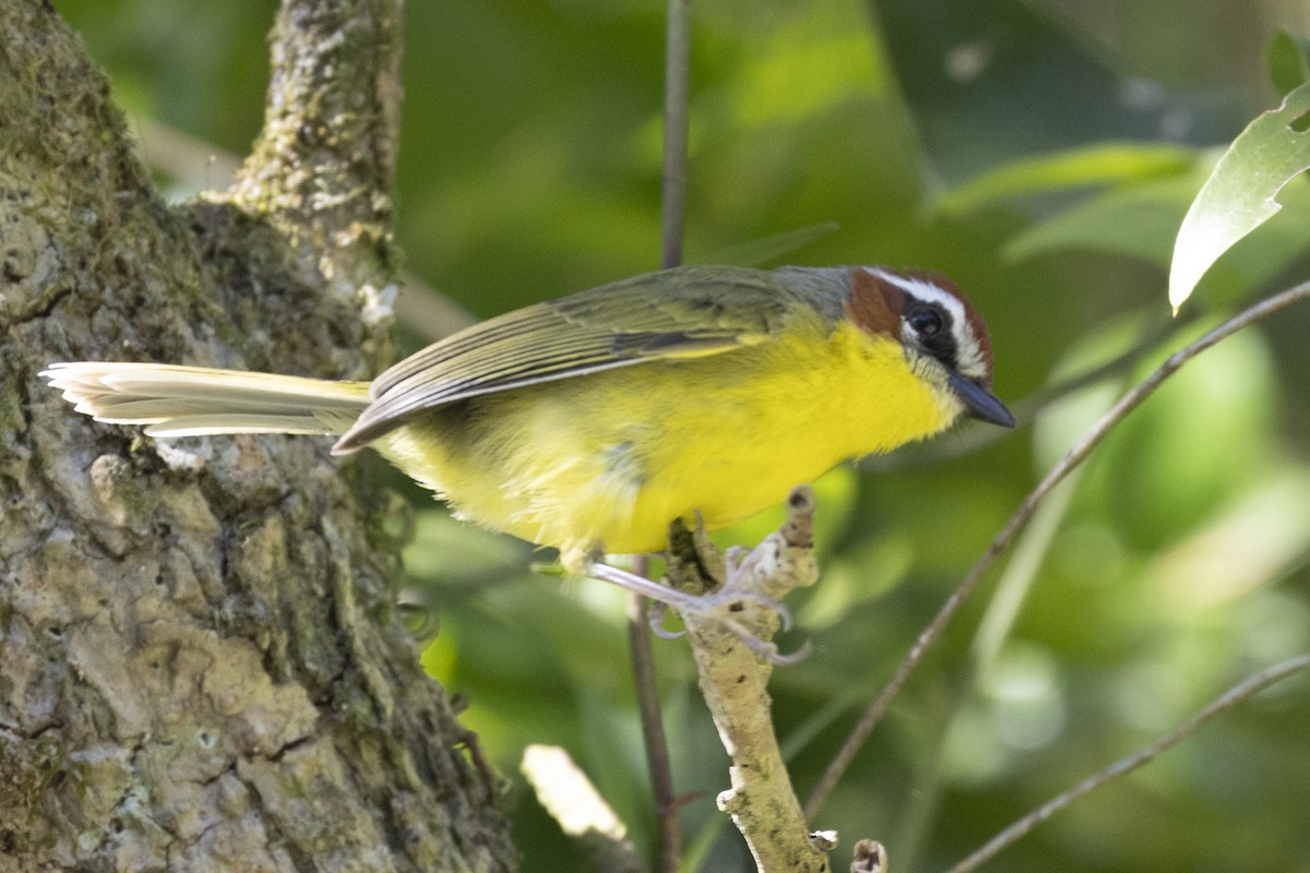 Chestnut-capped Warbler - ML627710001