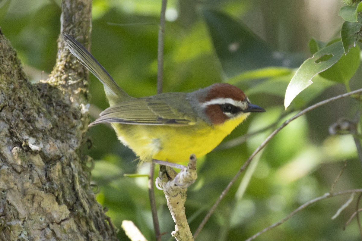 Chestnut-capped Warbler - ML627710002