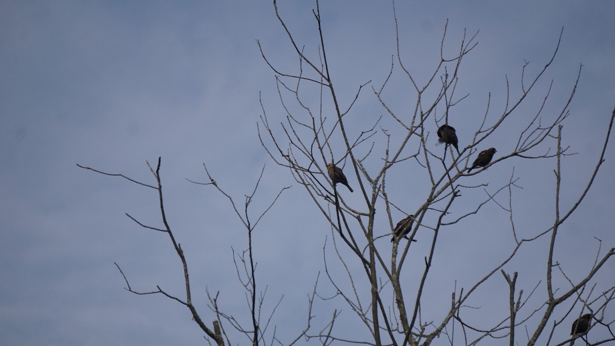 Rusty Blackbird - ML627710028
