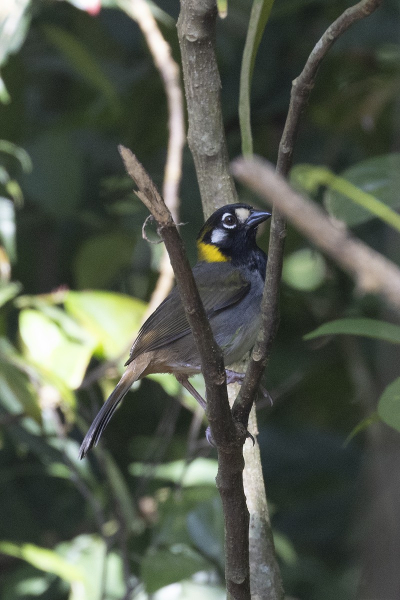 White-eared Ground-Sparrow - ML627710110