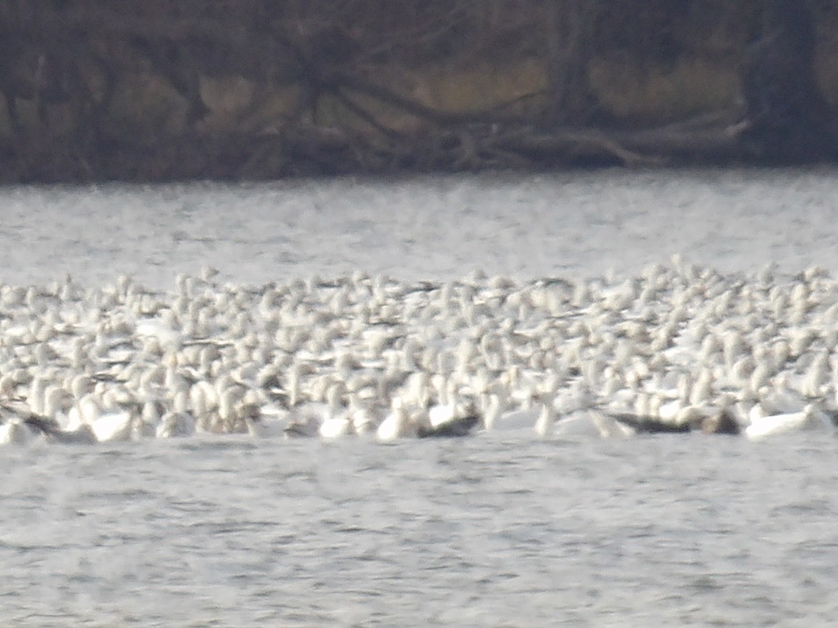 Snow Goose - ML627710128