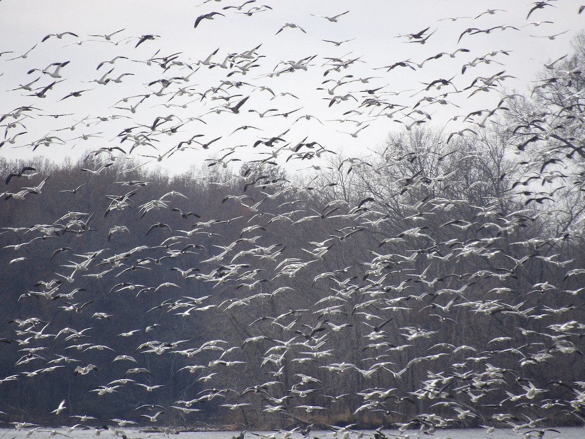 Snow Goose - ML627710131