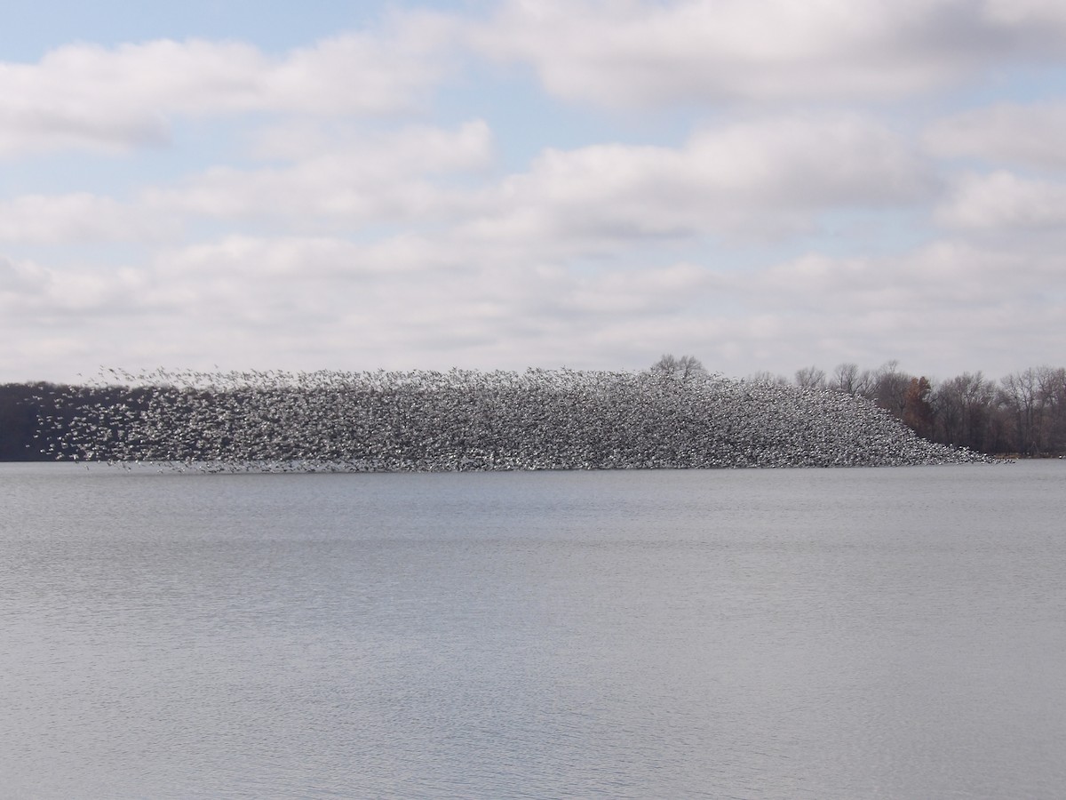 Snow Goose - ML627710132