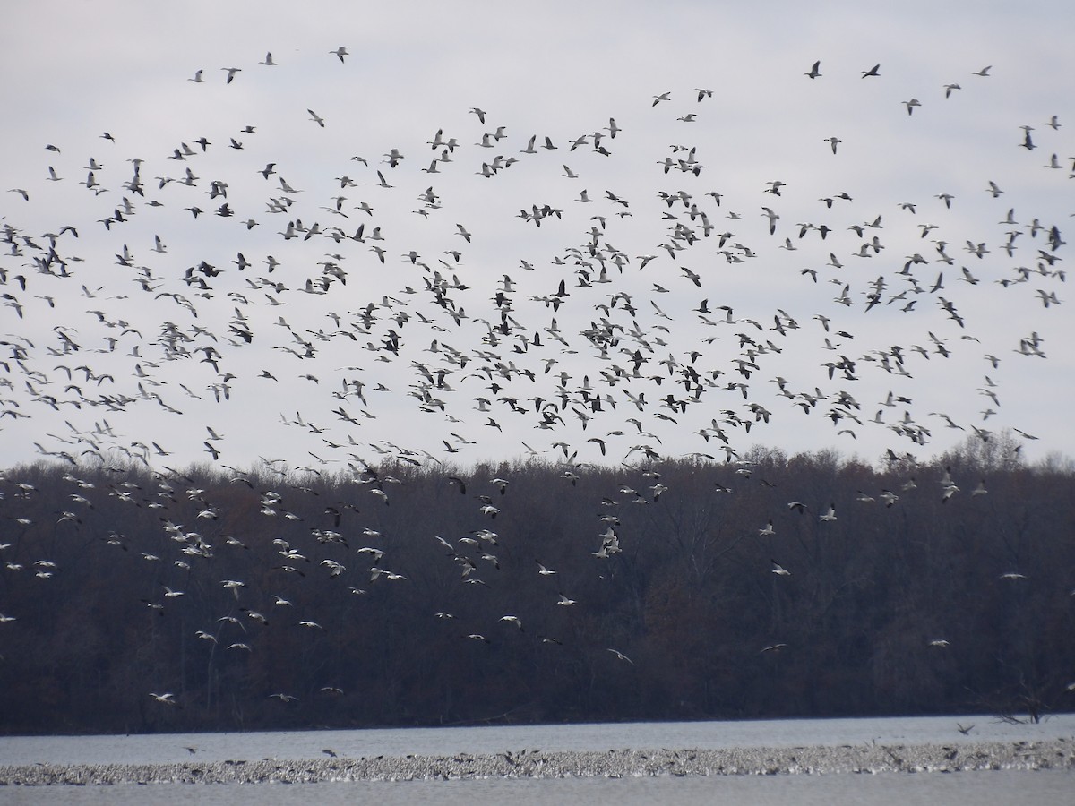 Snow Goose - ML627710134