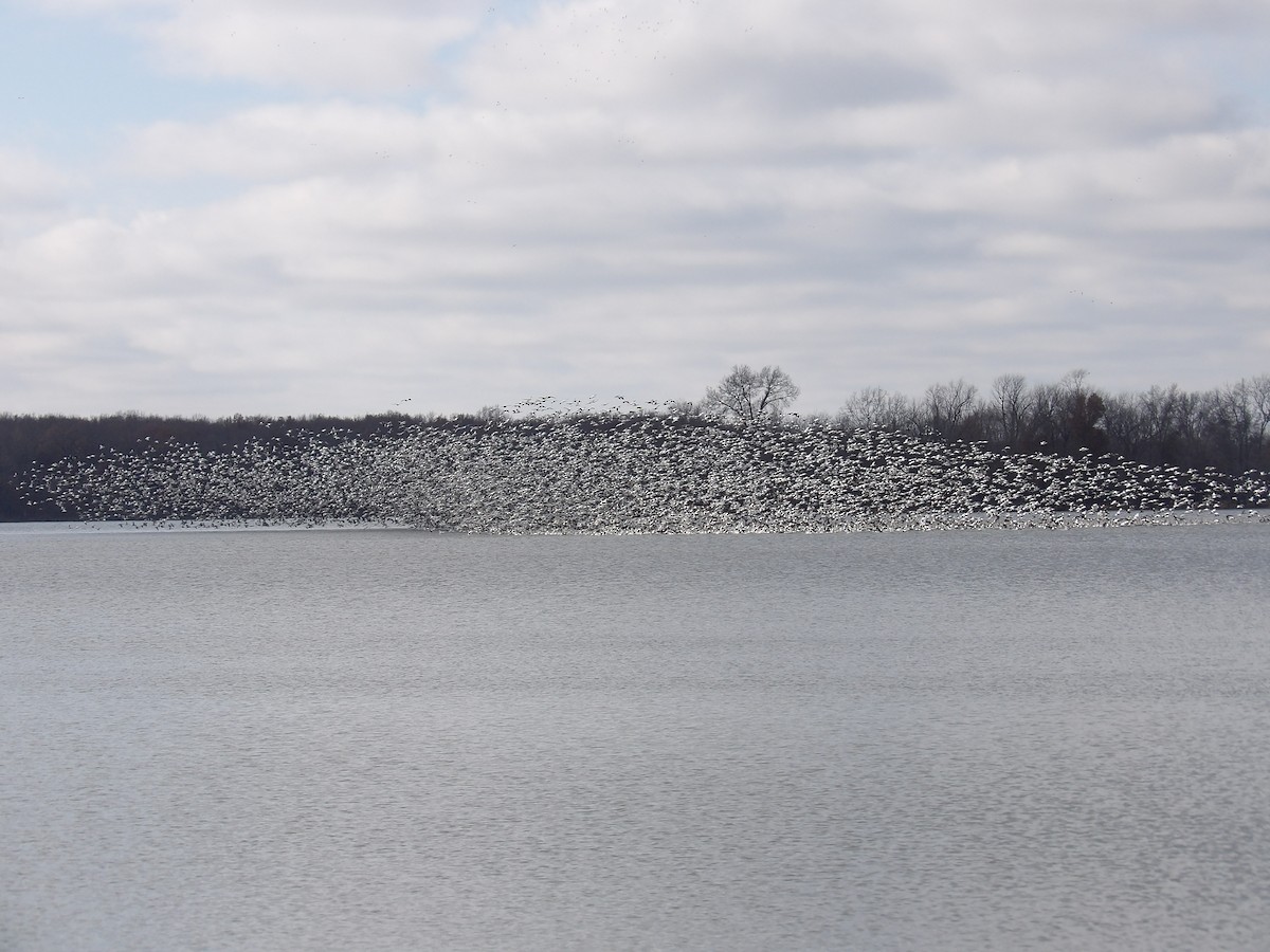 Snow Goose - ML627710135