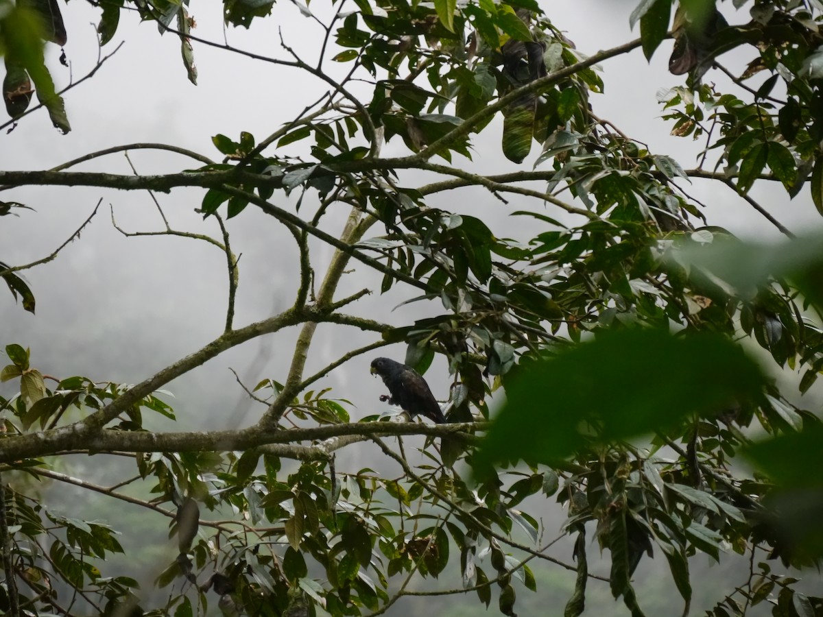 Bronze-winged Parrot - ML627710224