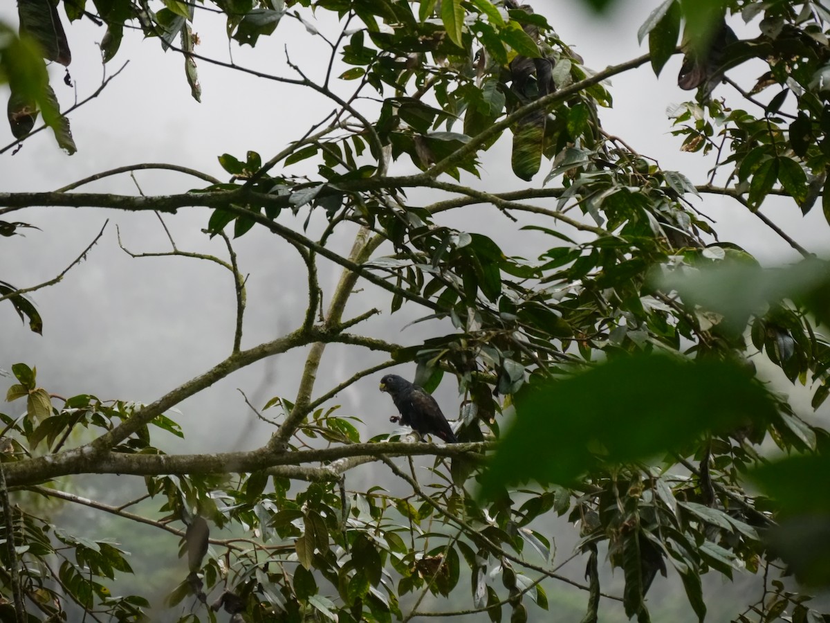 Bronze-winged Parrot - ML627710226