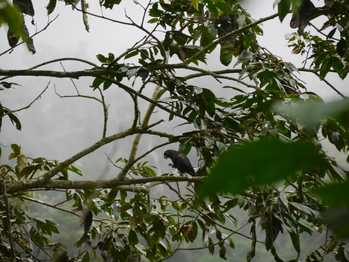 Bronze-winged Parrot - ML627710228