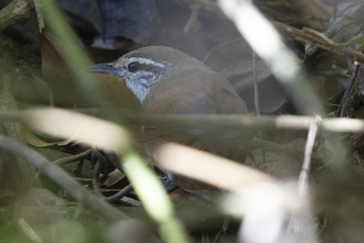 Cabanis's Wren - ML627710251