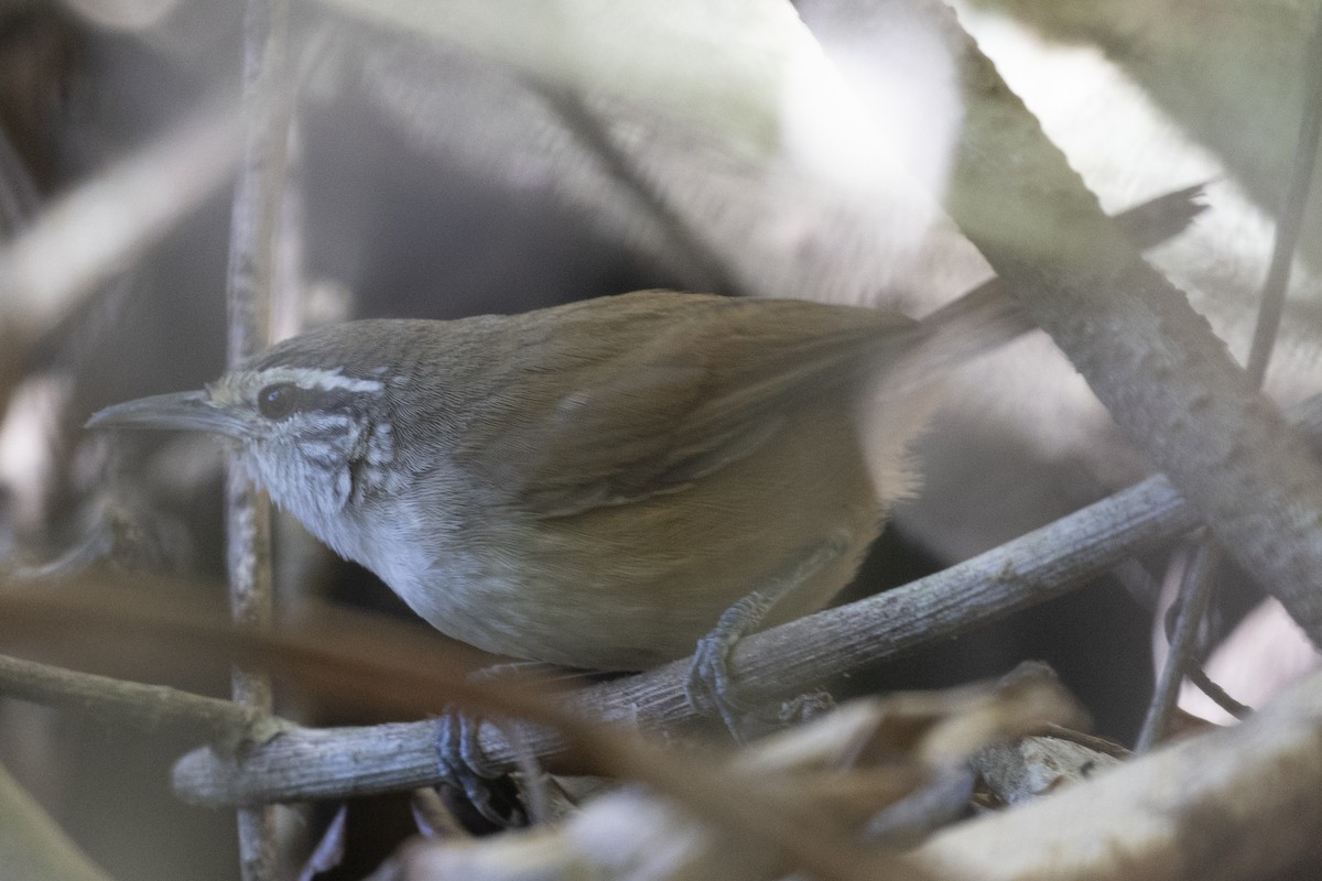 Cabanis's Wren - ML627710252