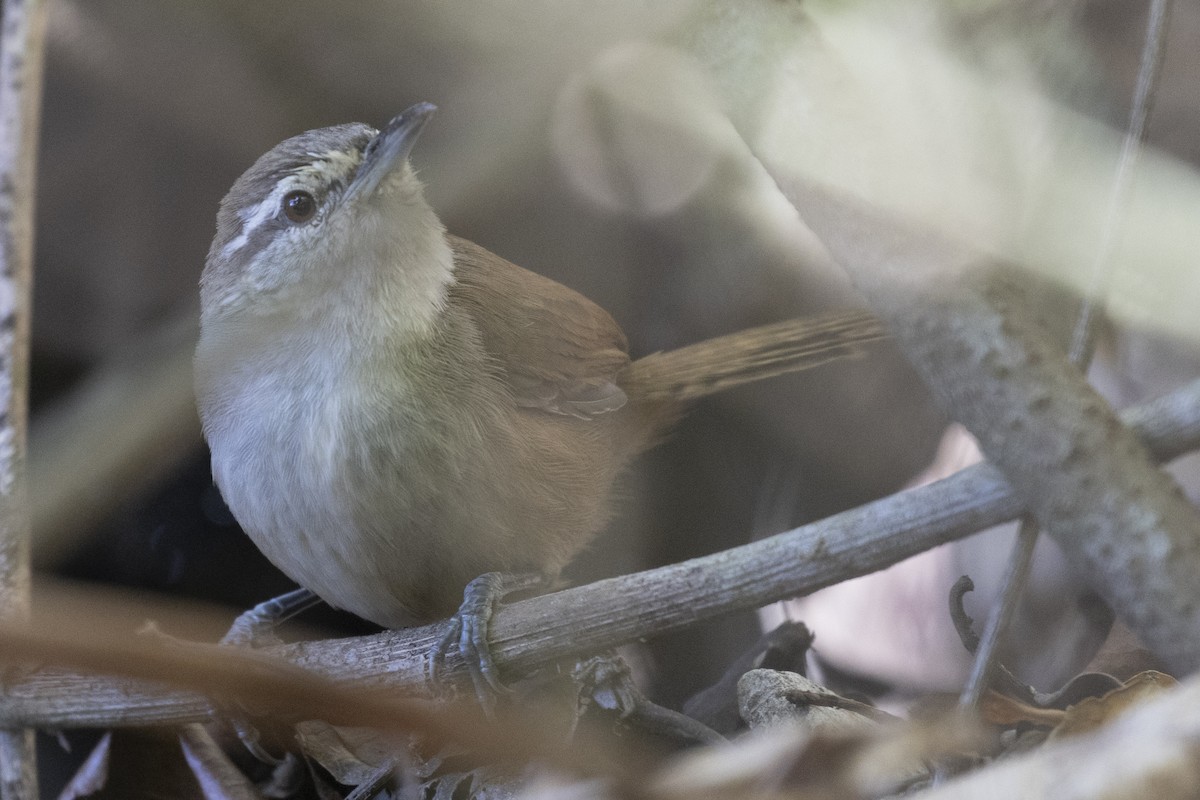 Cabanis's Wren - ML627710253