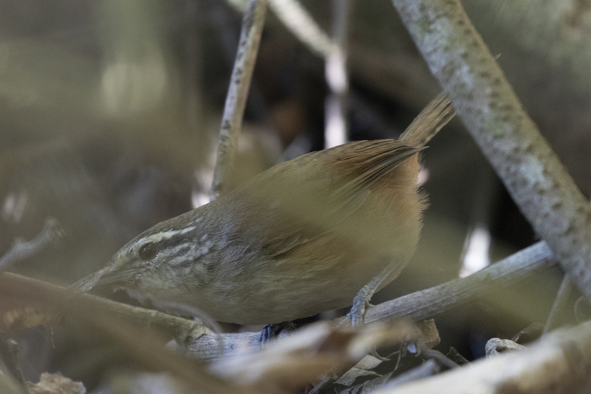 Cabanis's Wren - ML627710254