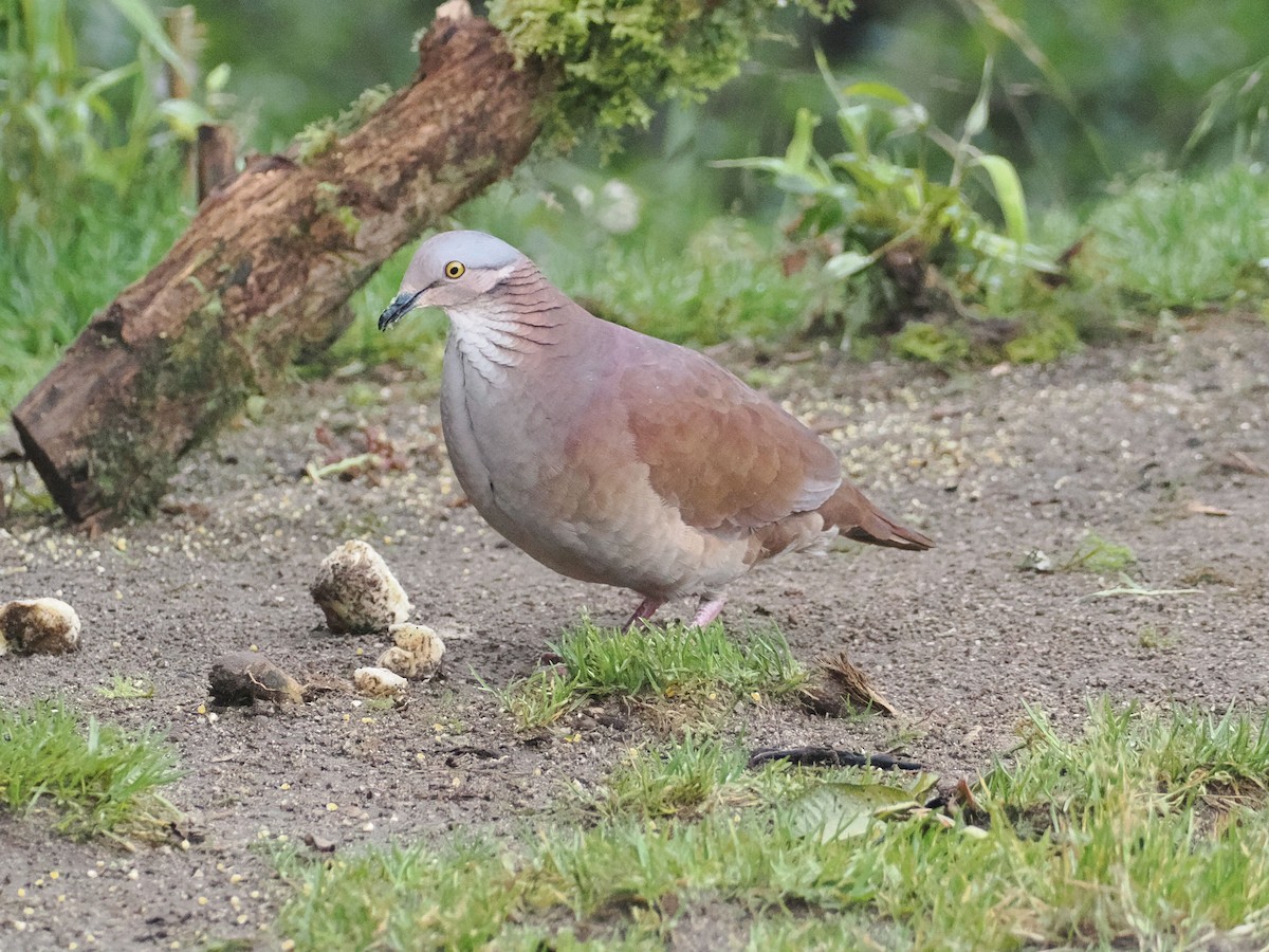 White-throated Quail-Dove - ML627710270