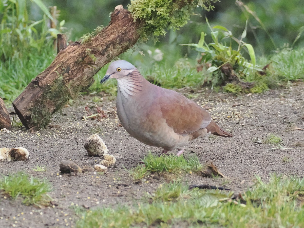 White-throated Quail-Dove - ML627710271