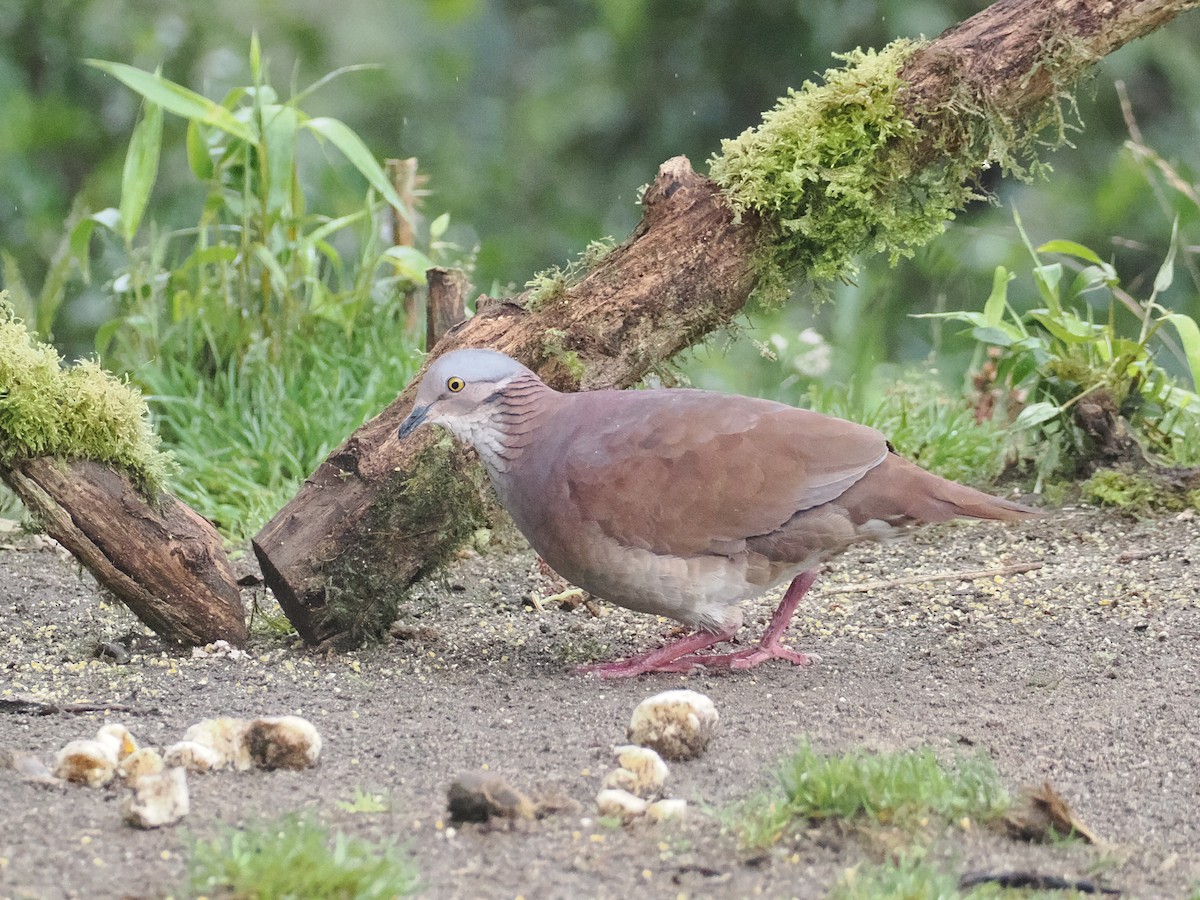 White-throated Quail-Dove - ML627710272