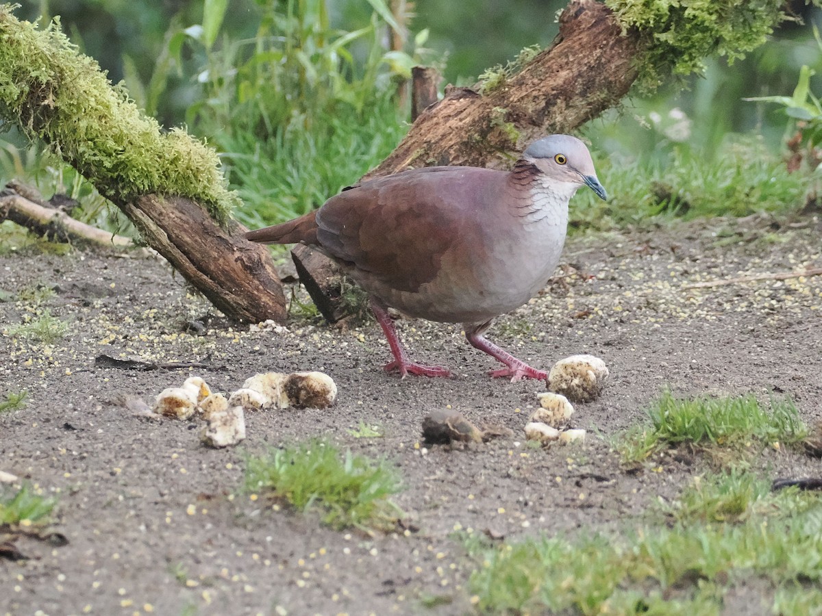 White-throated Quail-Dove - ML627710273