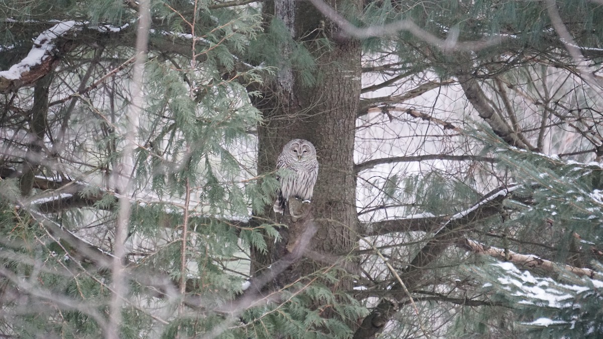 Barred Owl - ML627710284