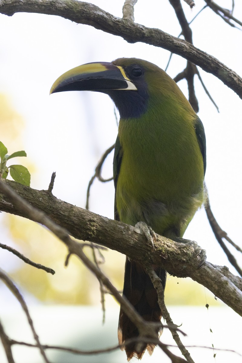 Northern Emerald-Toucanet - ML627710320