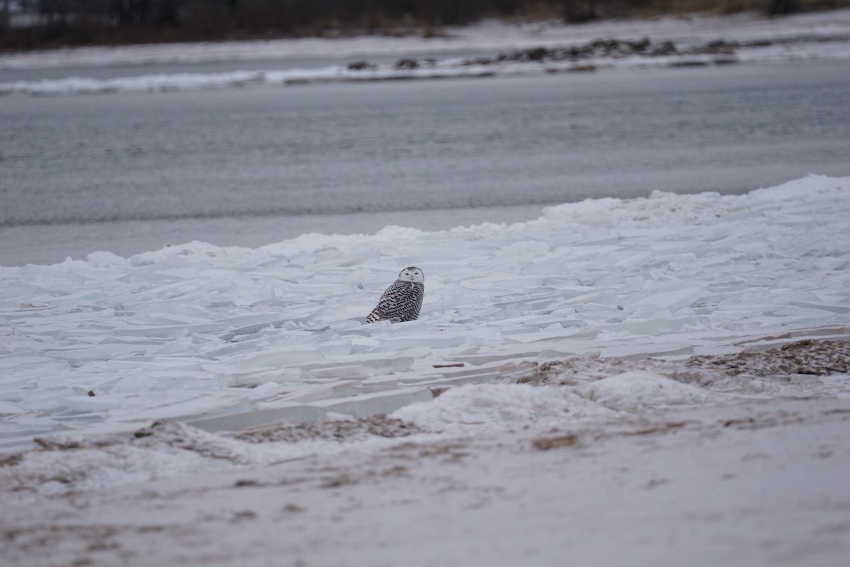 Snowy Owl - ML627710345