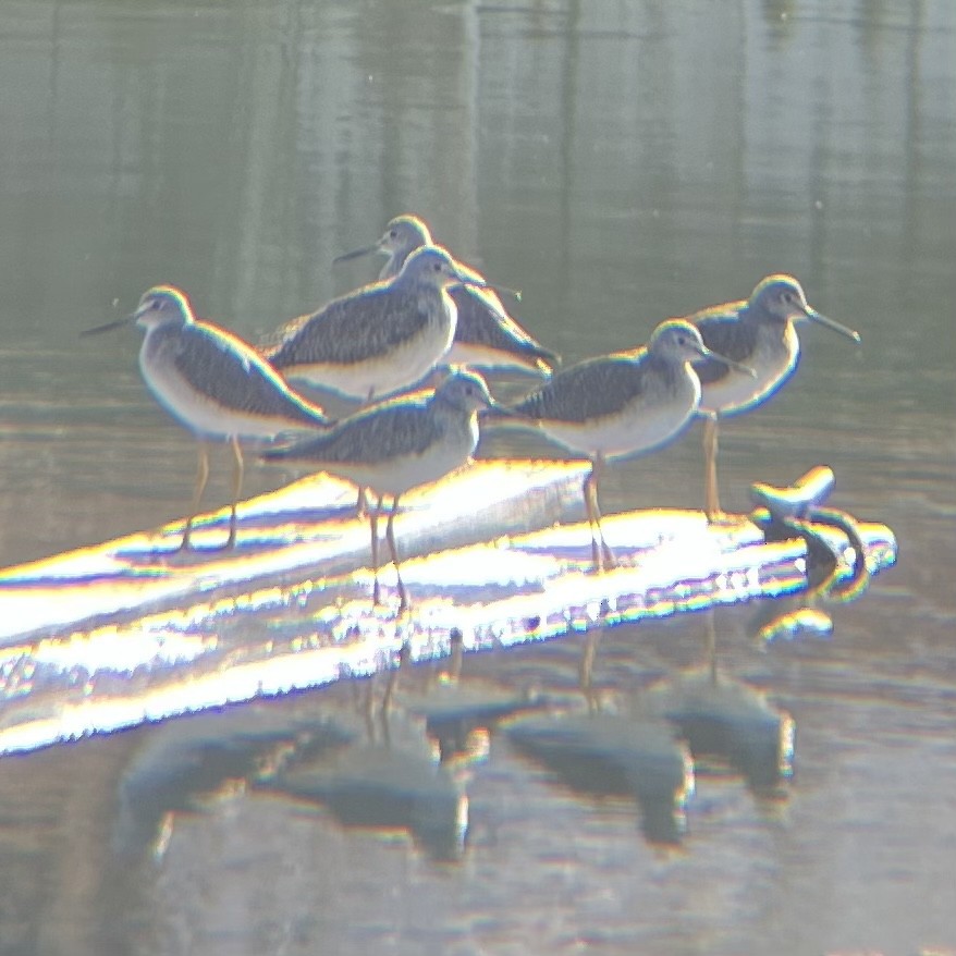 Greater Yellowlegs - ML627710452