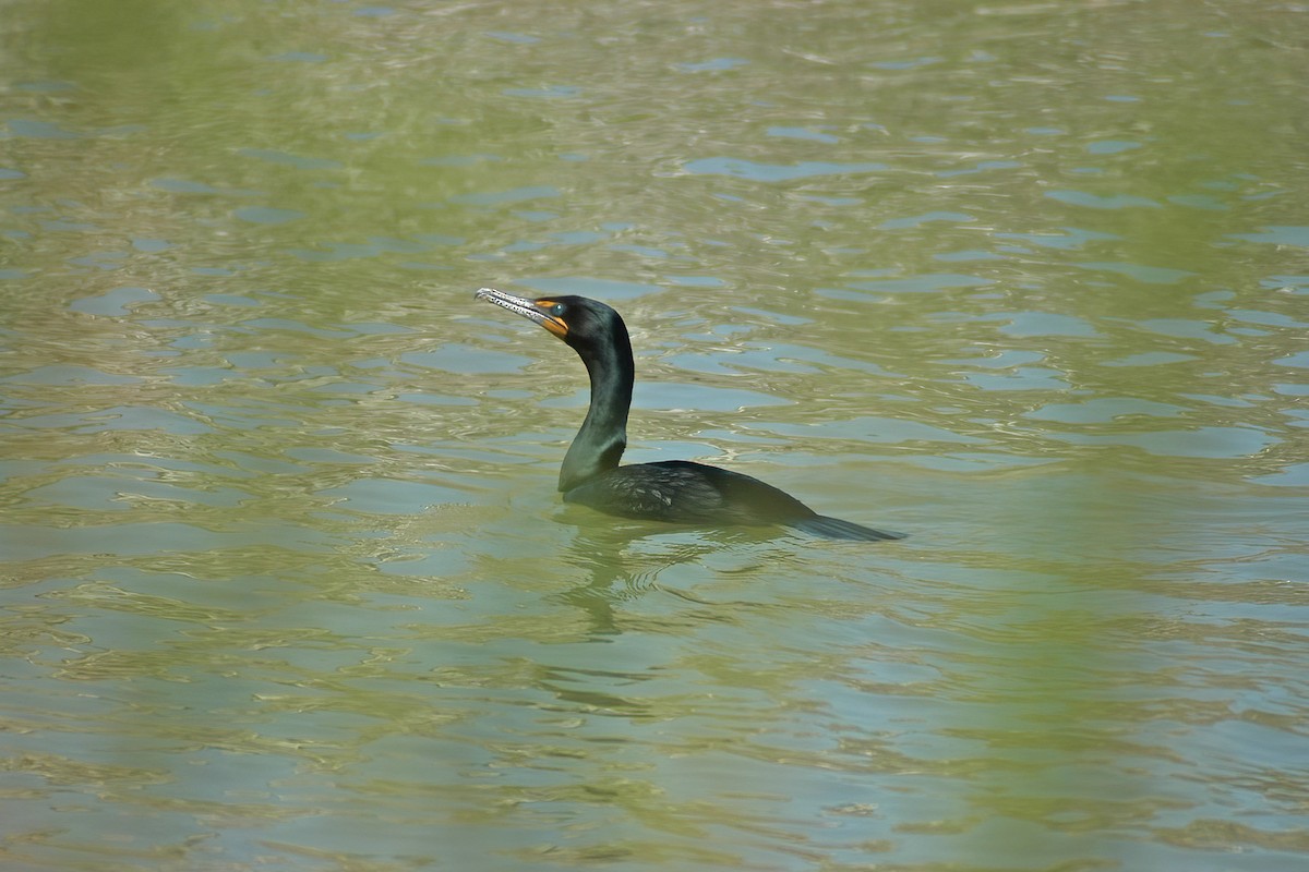 Double-crested Cormorant - ML627710517