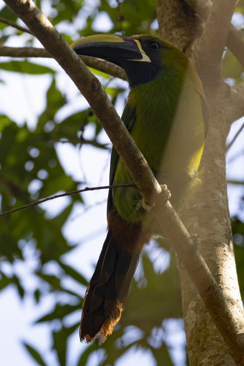 Northern Emerald-Toucanet - ML627710527