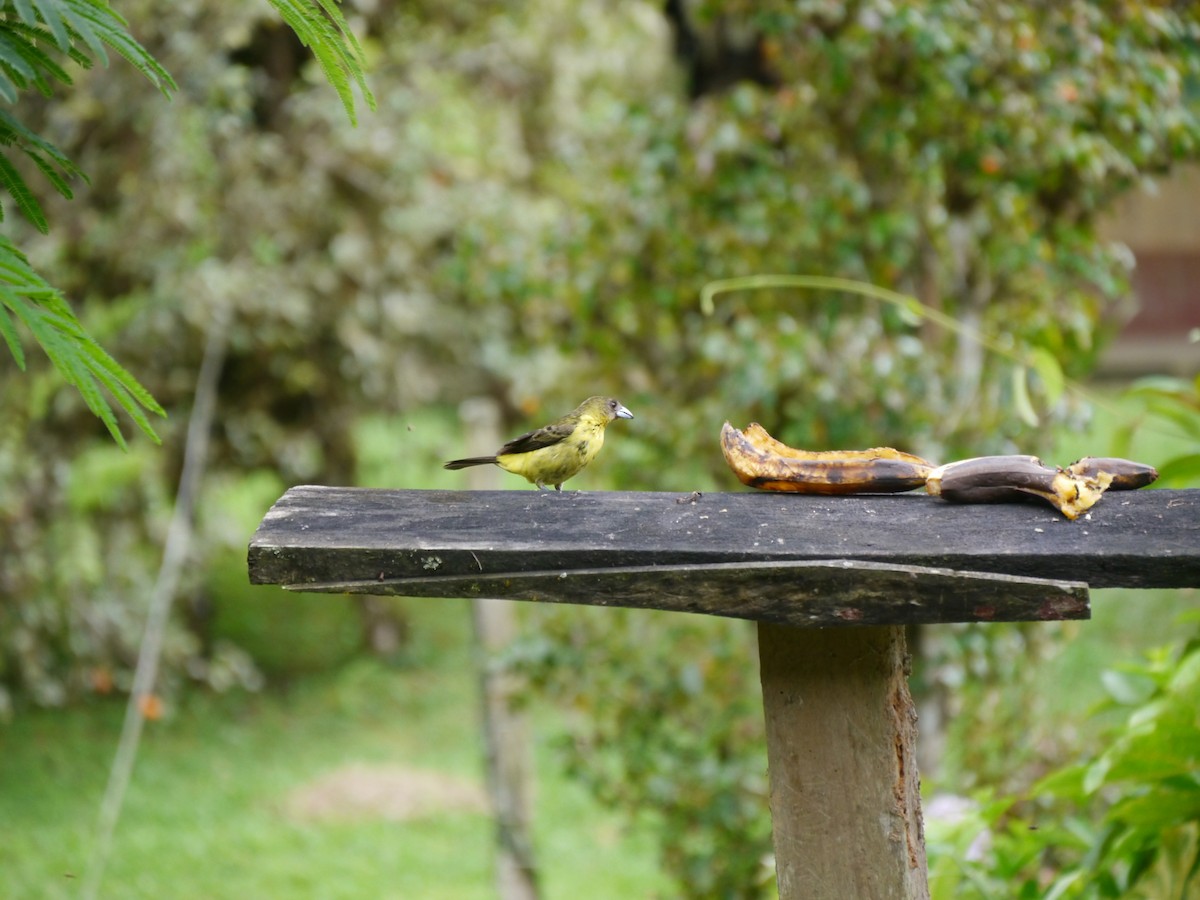 Flame-rumped Tanager - ML627710585