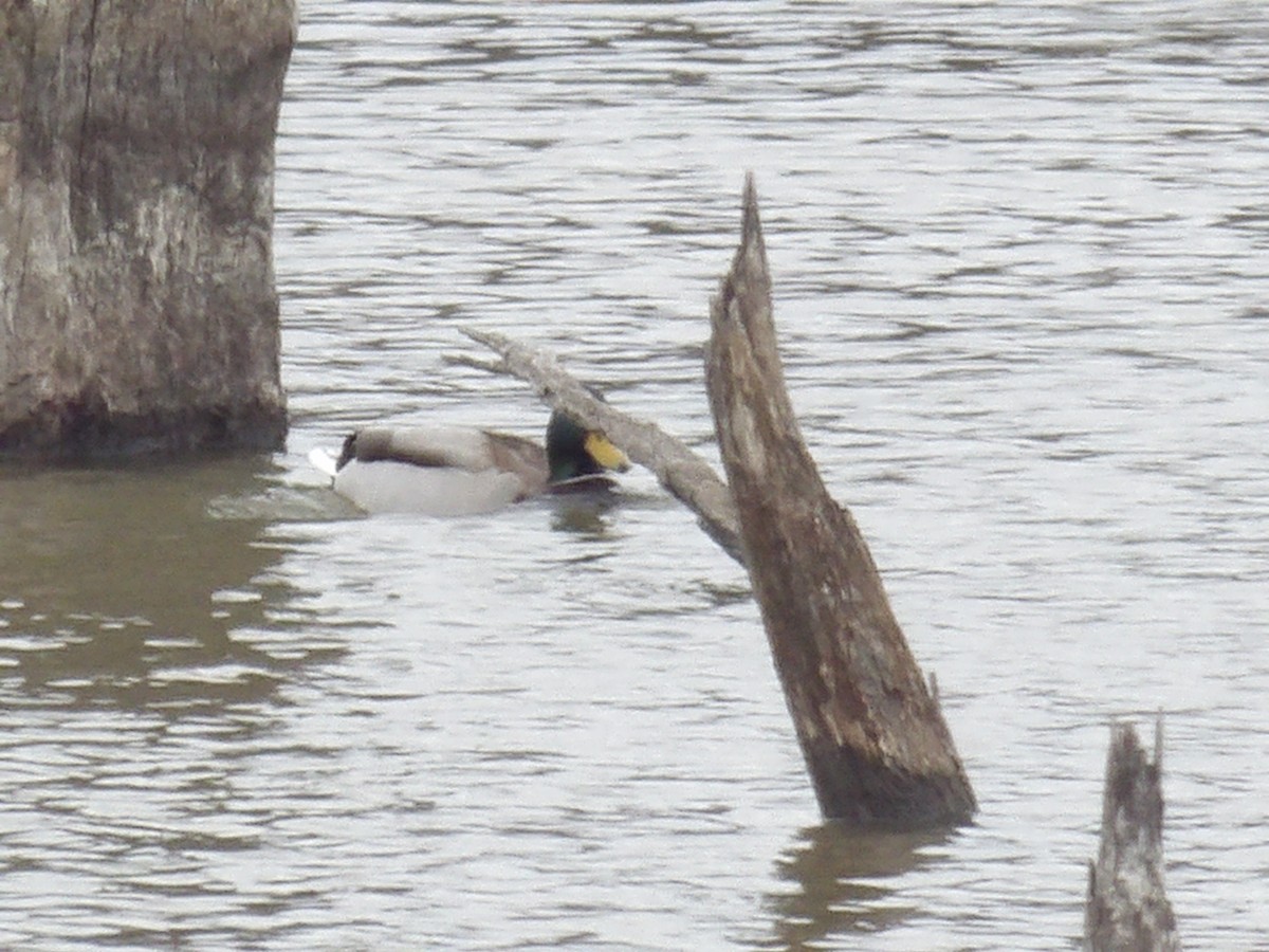 Mallard - ML627710610