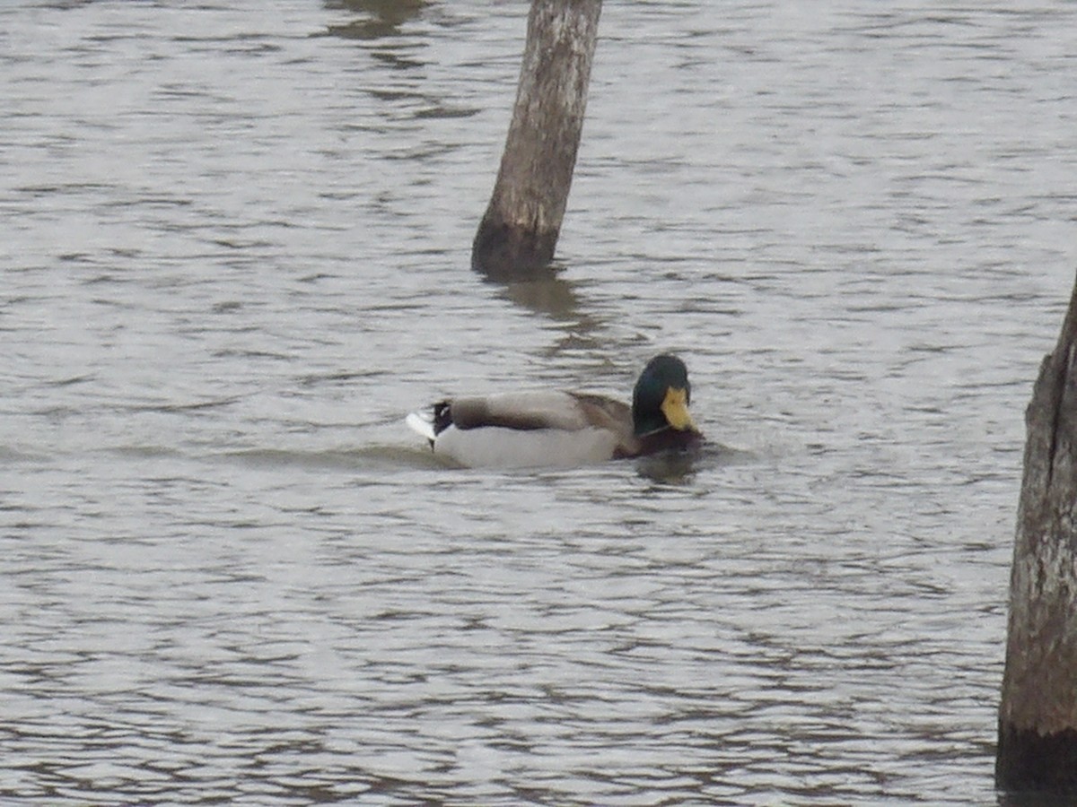 Mallard - ML627710611