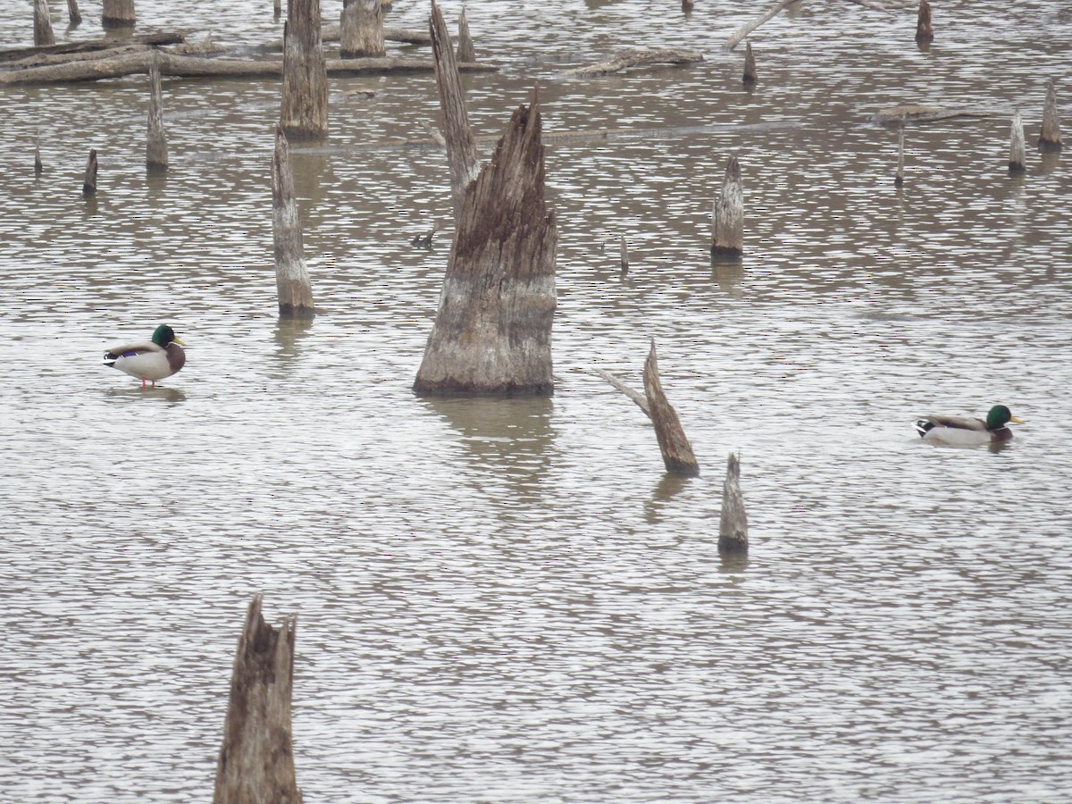 Mallard - ML627710612