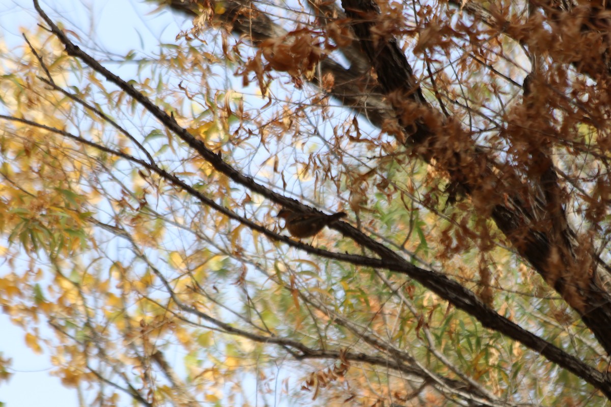 Varied Thrush - ML627710614