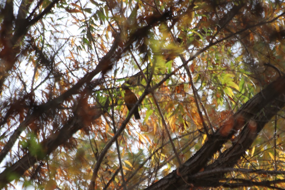 Varied Thrush - ML627710629