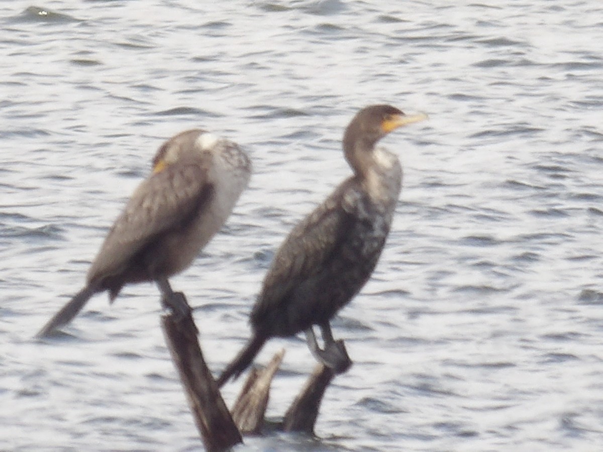 Double-crested Cormorant - ML627710682