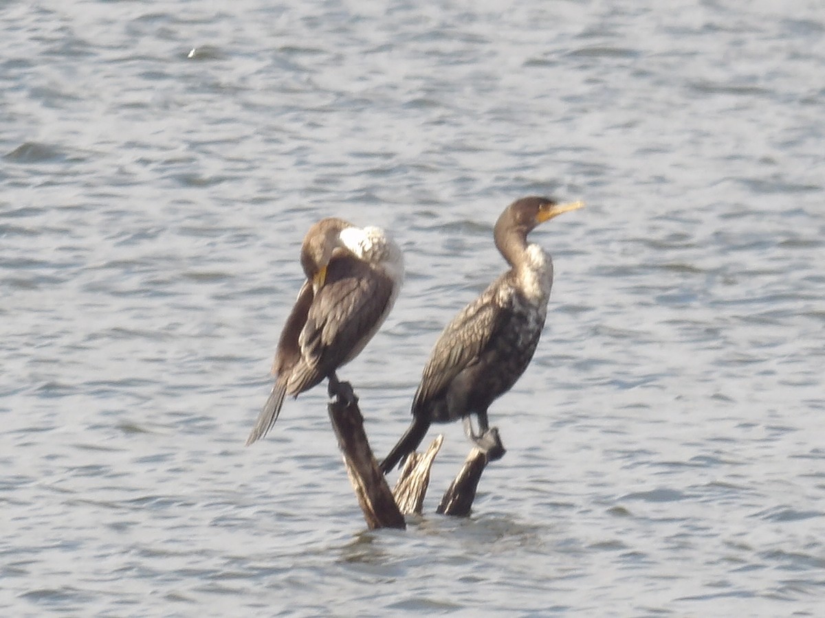 Double-crested Cormorant - ML627710683