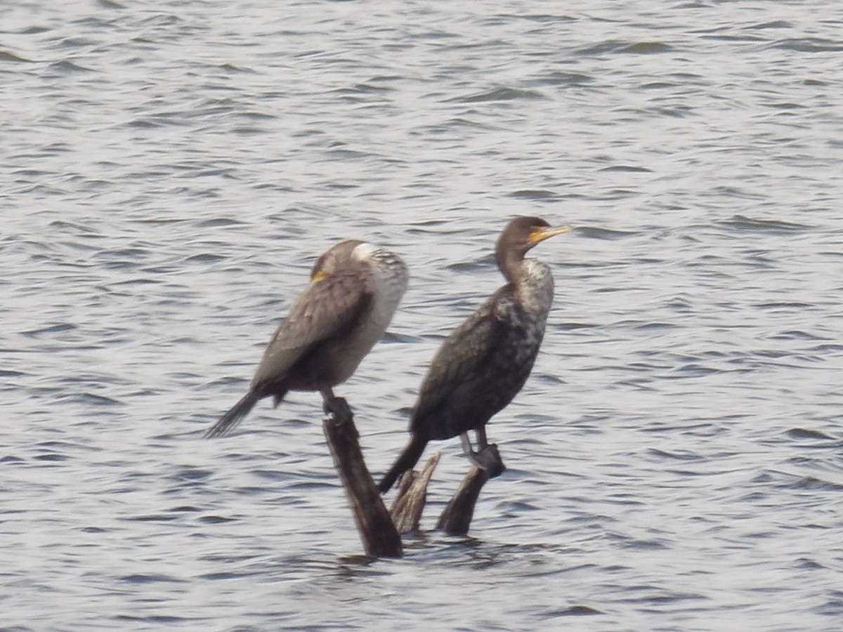 Double-crested Cormorant - ML627710685