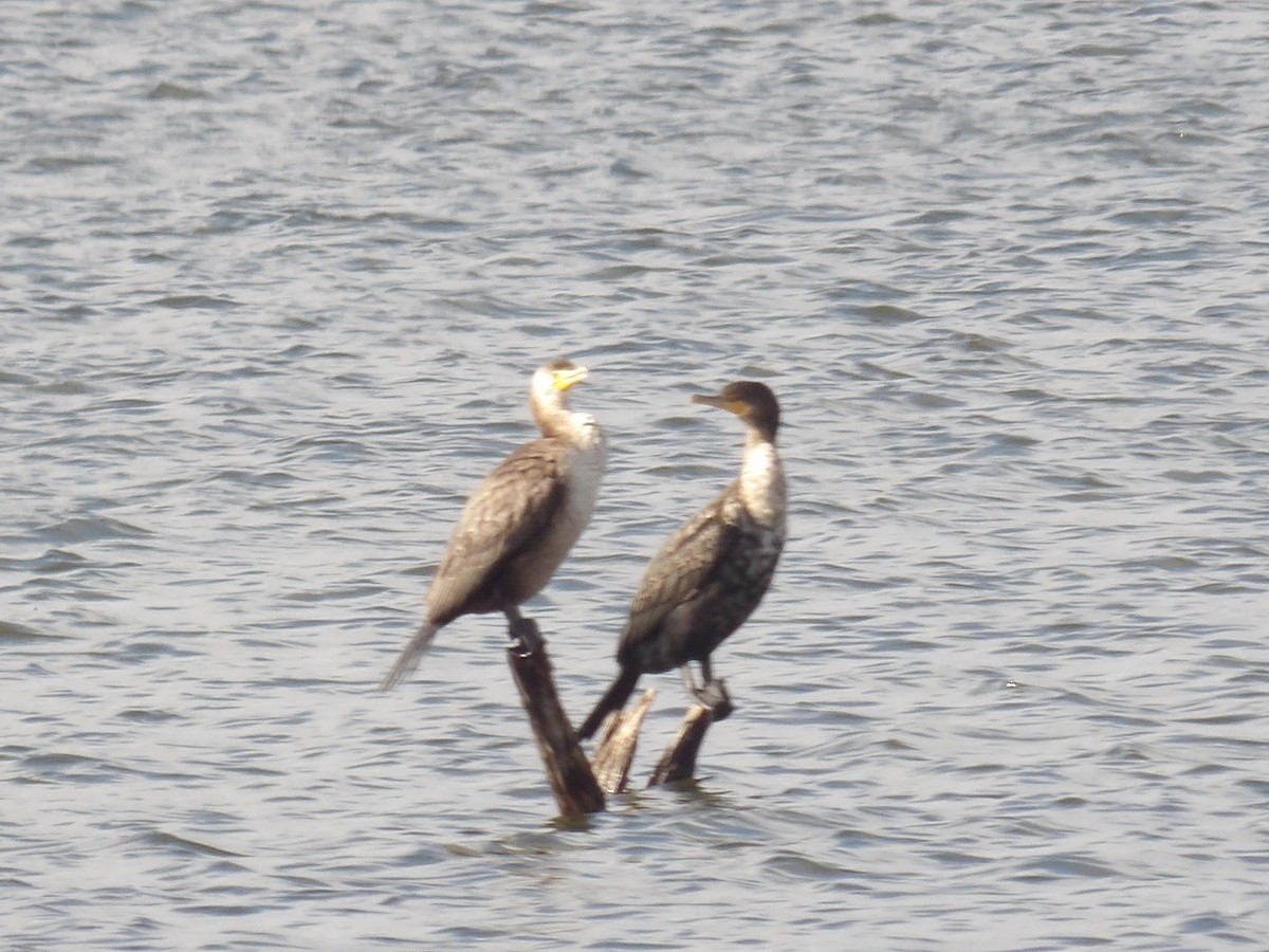 Double-crested Cormorant - ML627710687