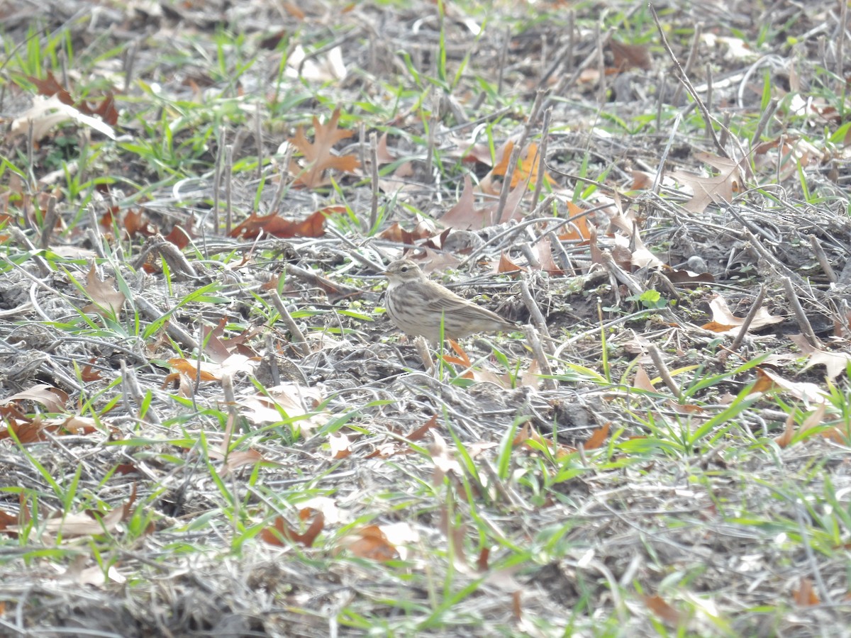 American Pipit - ML627710700