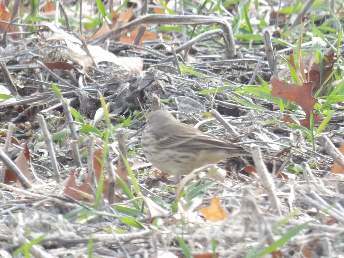 American Pipit - ML627710701