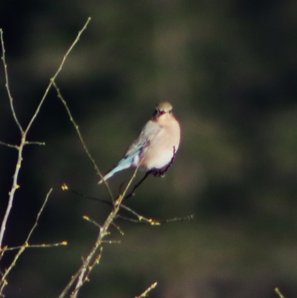 Mountain Bluebird - ML627710747