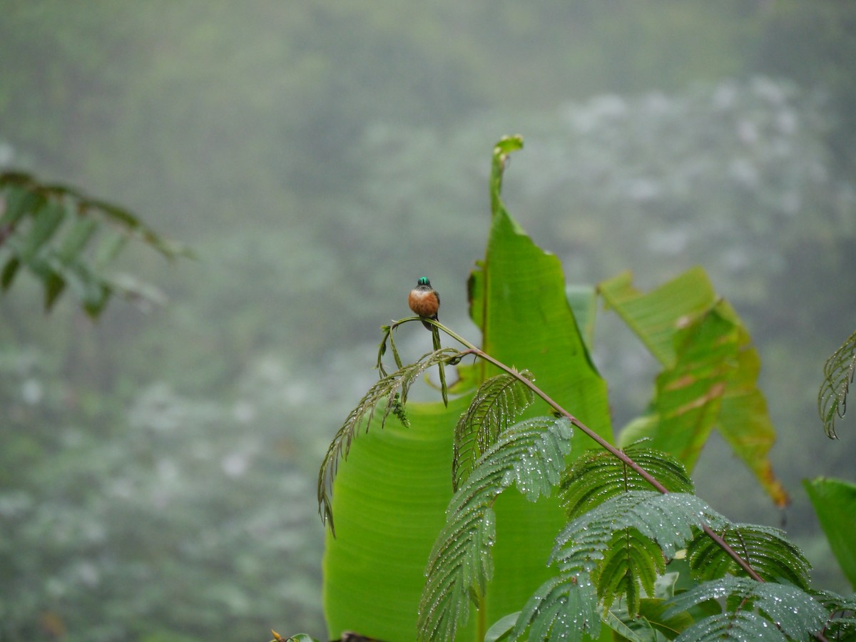 Violet-tailed Sylph - ML627710770