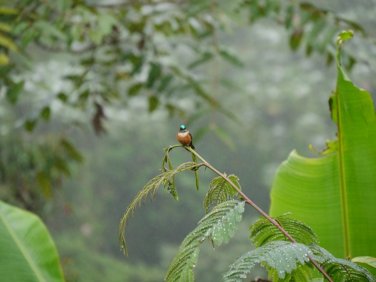 Violet-tailed Sylph - ML627710771