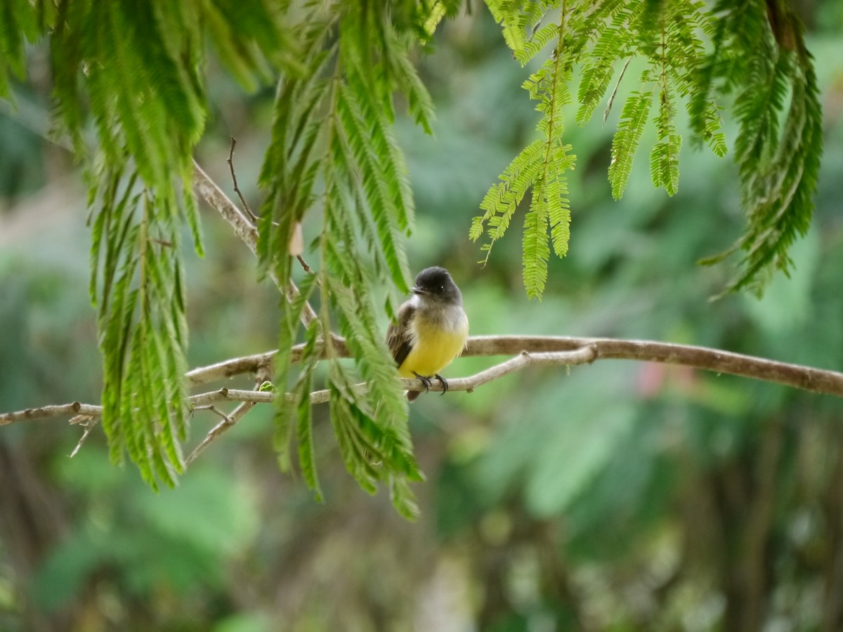 Dusky-capped Flycatcher - ML627710832