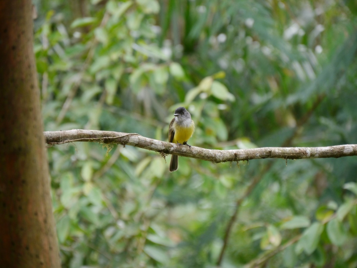 Dusky-capped Flycatcher - ML627710833